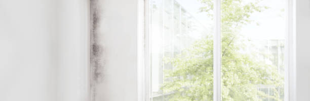 Best Real Estate Mold Inspection  in View Park Windsor Hills, CA
