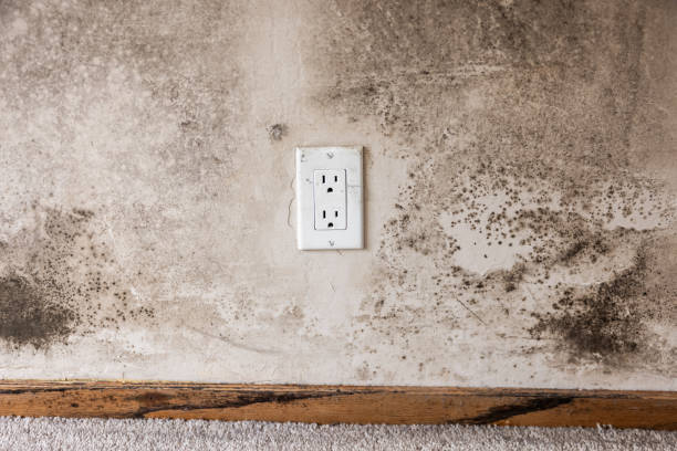 Best Black Mold Removal  in View Park Windsor Hills, CA